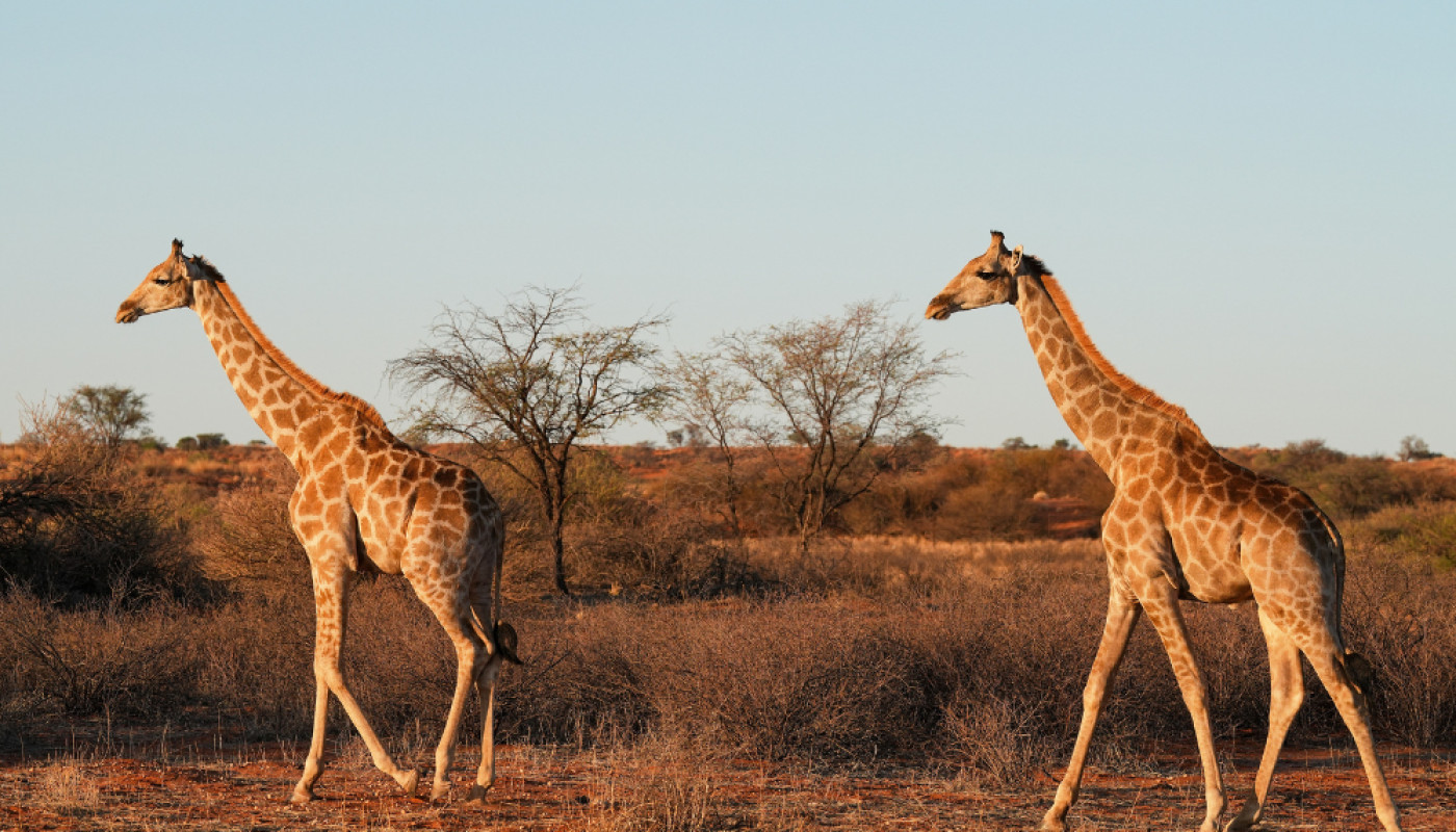 Voyage en Namibie en avril : que voir et que faire ?