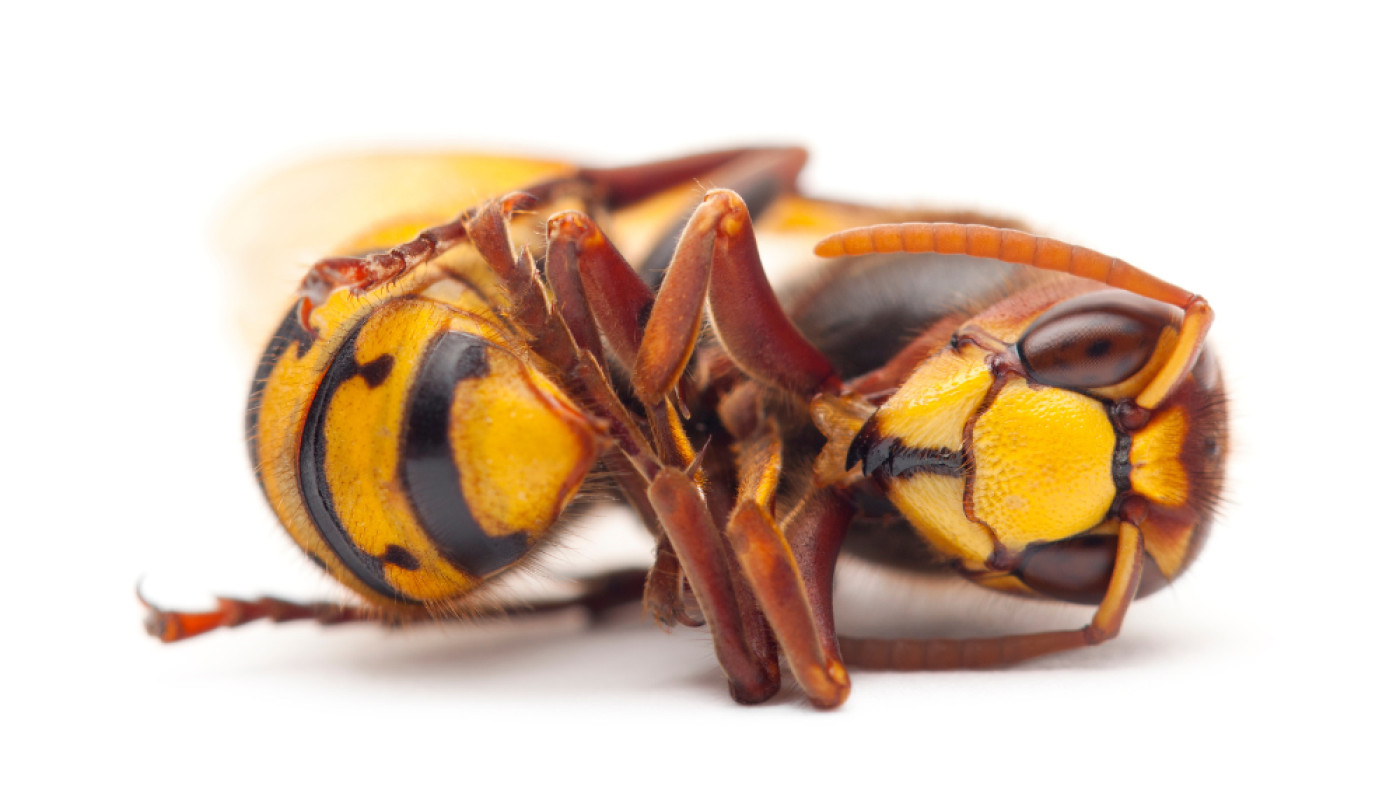 Qui contacter pour détruire un nid de frelon dans la Sarthe ?